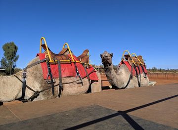 australia/uluru-kata-tjuta-national-park/attraction/uluru-camel-cup