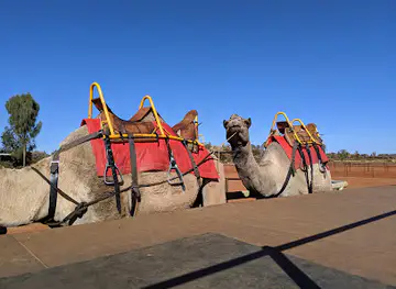 Uluru Camel Cup