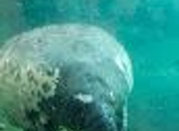 nebraska/columbus/attraction/manatee-coast