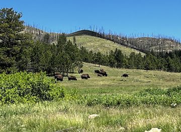 Custer State Park Wildlife Loop Road