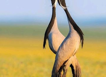 cameroon/waza-national-park/attraction/monument-du-commandant-lamy