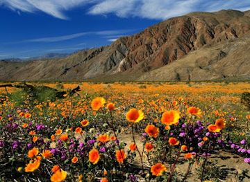 california/colorado-desert/attraction/anza-borrego-desert-state-park
