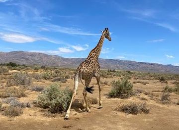 south-africa/cape-town/attraction/inverdoorn-game-reserve-booking-centre