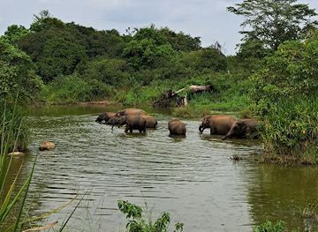 sri-lanka/minneriya-national-park/attraction/adventure-jeep-safari-sigiriya