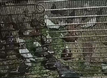 iraq/amara/attraction/husseiniat-kadhim-abu-karar-al-amara