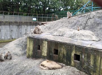 japan/mutsu/attraction/wakinosawa-village-wild-monkey-park