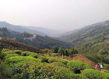 india/darjeeling/tiger-hill/attraction/tea-garden-view