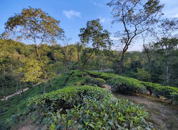 bangladesh/ratargul-swamp-forest/attraction/malnicherra-tea-estate