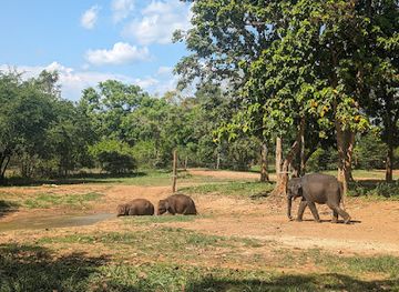 sri-lanka/udawalawe-national-park/attraction/elephant-orphanage