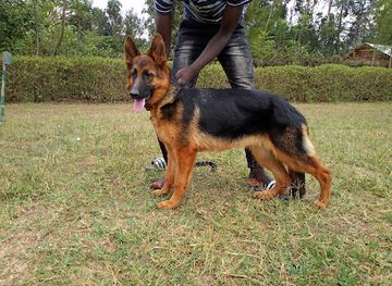 kenya/mount-elgon-national-park/attraction/mitoto-kennels
