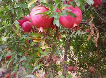 iraq/halabja-governorate/attraction/tapatolaka