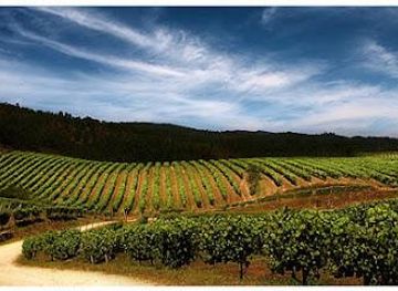 portugal/viana-do-castelo/attraction/bodegas-terras-gauda