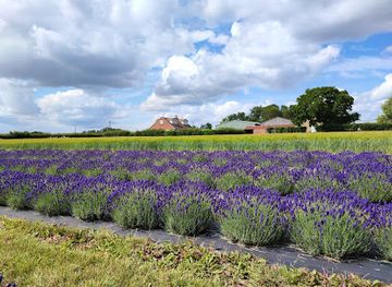 united-kingdom/huntingdonshire/attraction/cambridgeshire-lavender