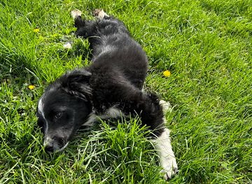 hungary/debrecen/attraction/farkasok-lakheje