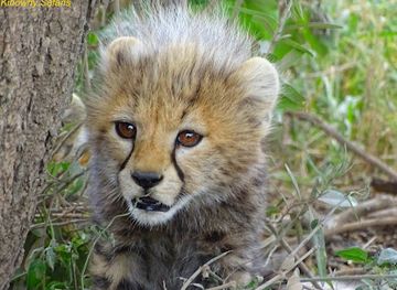 tanzania/northern-zone/attraction/kibowhy-safaris