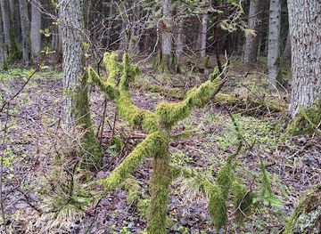 latvia/jurmala/attraction/bulduri-forest