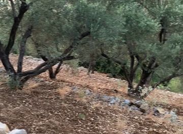 lebanon/deir-el-qamar/attraction/aida-zaytoun