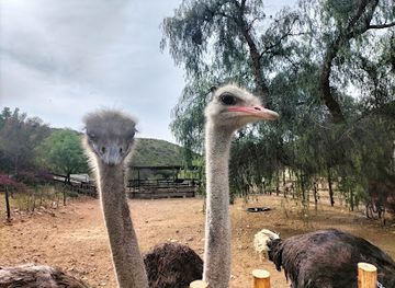 Cango Ostrich Farm
