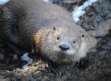 virginia/williamsburg/attraction/virginia-living-museum