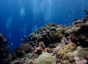 palau/jellyfish-lake/attraction/blue-corner