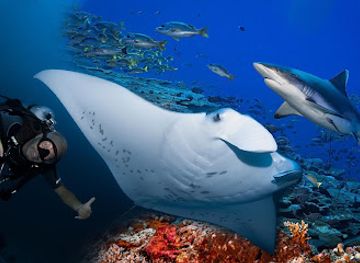maldives/gnaviyani-atoll/attraction/addu-manta-point