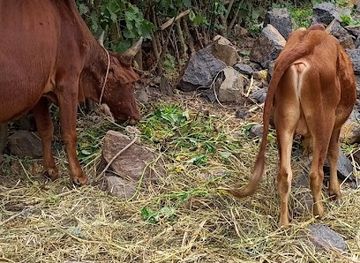 ethiopia/jinka/attraction/zekargachew-tadele