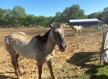 tennessee/germantown/attraction/shelby-farms-stables
