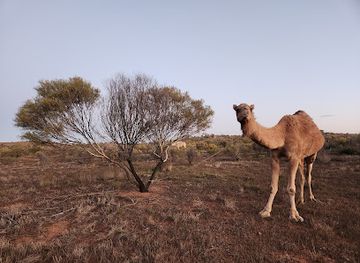 australia/flinders-ranges/attraction/flinders-and-beyond-camel-treks