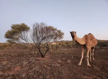 Flinders and Beyond Camel Treks
