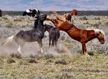 wyoming/cody/attraction/red-canyon-river-trips-and-wild-mustang-tours