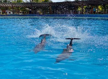 mexico/playa-del-carmen/coco-beach/attraction/dolphin-discovery-playa-del-carmen