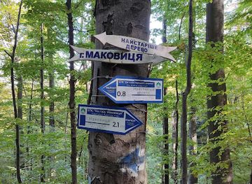 ukraine/yaremche/attraction/derevo-s-ukazatelyami