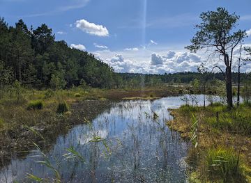 czechia/machovo-jezero/attraction/narodni-prirodni-pamatka-swamp