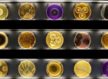 Micropia