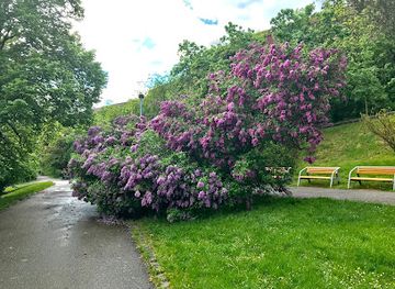 czechia/prague/vinohrady/attraction/lilac-bench