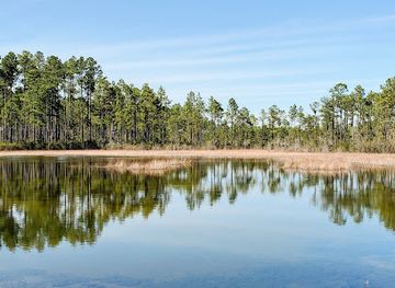 south-carolina/sandhills/attraction/green-swamp-preserve