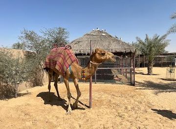 united-arab-emirates/sharjah/attraction/the-camel-farm