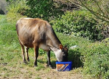 jersey/saint-saviour/attraction/gorey-common