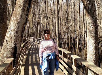 south-carolina/lowcountry/attraction/audubon-s-beidler-forest-sanctuary