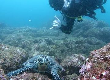 costa-rica/tamarindo/attraction/evasion-diving