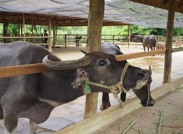 laos/luang-prabang/attraction/laos-buffalo-dairy