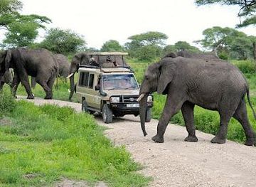 tanzania/arusha/attraction/backpackers-safaris