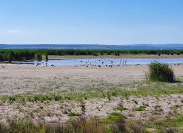 austria/neusiedler-see/attraction/birdwatching-viewpoint