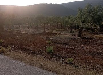 greece/east-macedonia-and-thrace/attraction/olive-trees