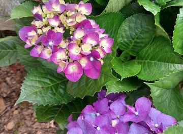 honduras/cusuco-national-park/attraction/paseo-las-ortencias