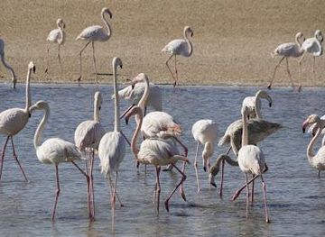 united-arab-emirates/abu-dhabi/attraction/al-wathba-wetland-reserve