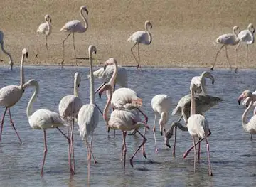 Al Wathba Wetland Reserve