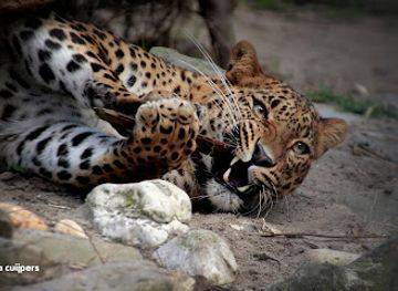 netherlands/north-brabant/attraction/bestzoo