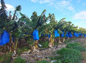 cyprus/coral-bay/attraction/banana-plantation