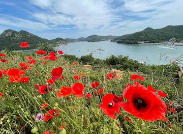 south-korea/south-jeolla-province/attraction/ssukseom-island